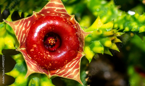 Variegated Huernia Zebrina flower. Beautiful star-shaped succulent flower with vibrant color