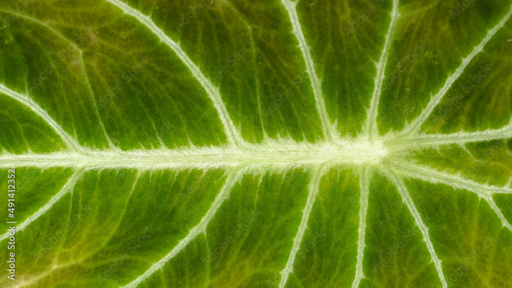 Leaf structure in detail with vibrant color. Fresh natural background Leaf structure in detail with vibrant color. Fresh natural background