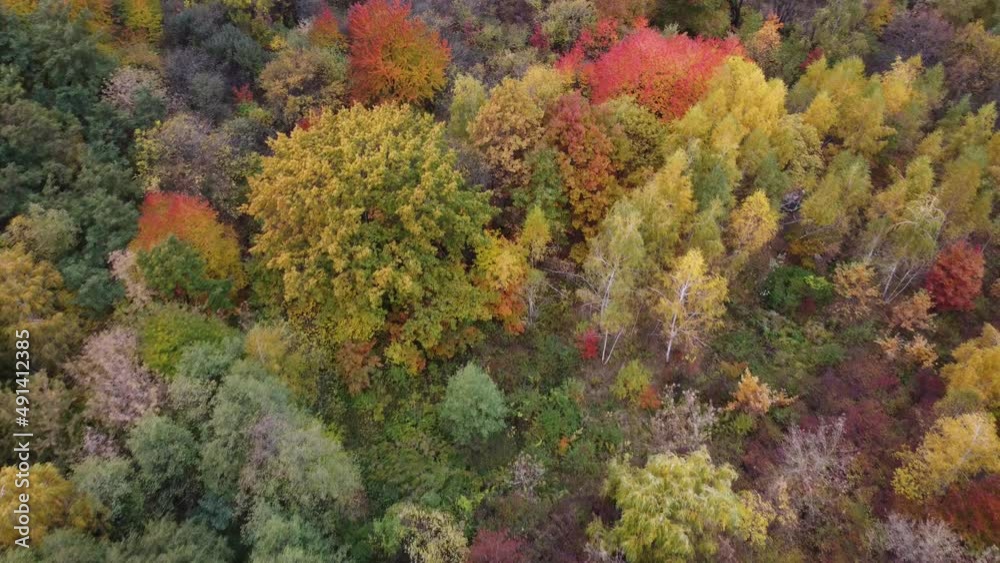 Autumn nature forest landscape. autumn forest with red and orange trees. Autumn in the park. Autumn nature forest landscape. autumn forest with red and orange trees. Autumn in the park.