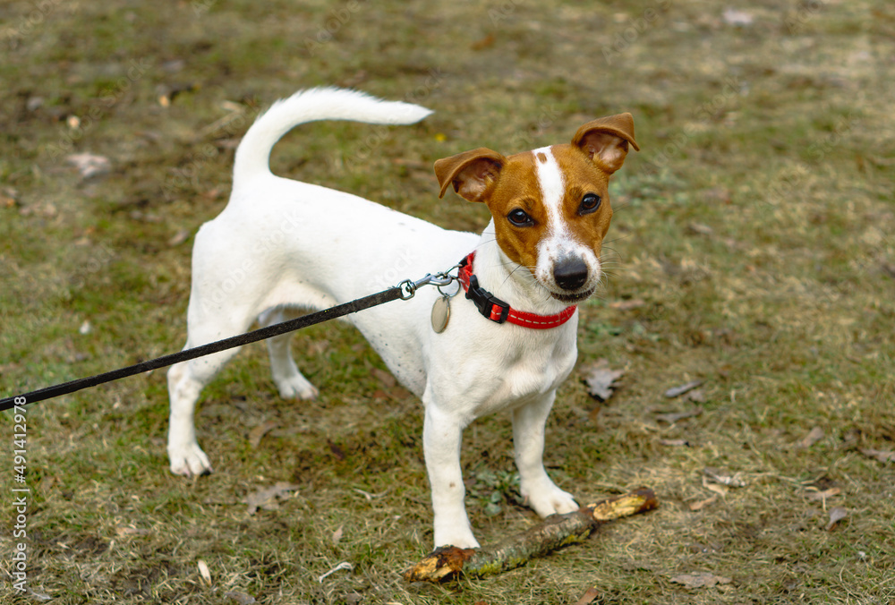 a small jack russell terrier dog at the leash in the meadow wants to play with a tree