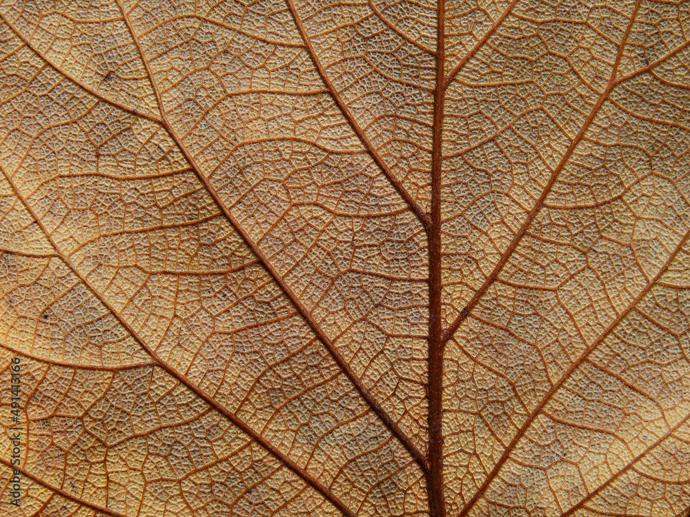 Obraz premium close up dry brown leaf of Bastard teak ( Butea monosperma )