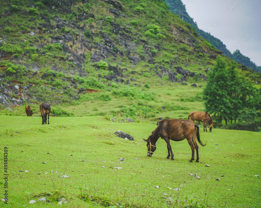 Obraz premium horses on the side of a hill 