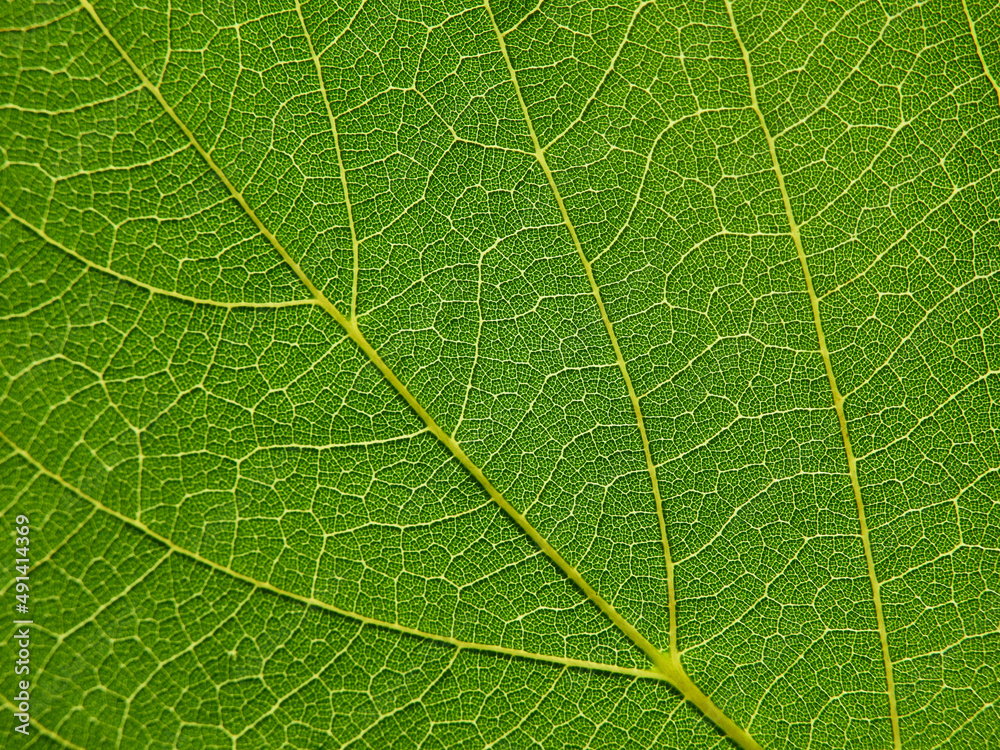 close up green leaf of Bastard teak ( Butea monosperma ) close up green leaf of Bastard teak ( Butea monosperma )
