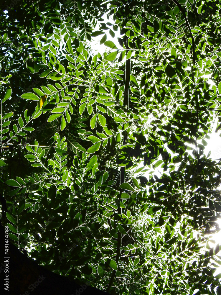 Naklejka premium green leaf of Barbados Pride tree ( Caesalpinia pulcherrima (L.) Sw. ) with sunlight