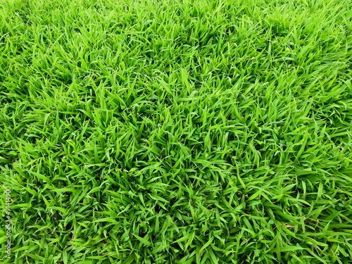green grass on the lawn texture