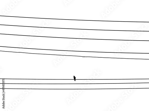 Fototapeta Naklejka Na Ścianę i Meble -  silhouette of pigeon on electric wire isolated on white background