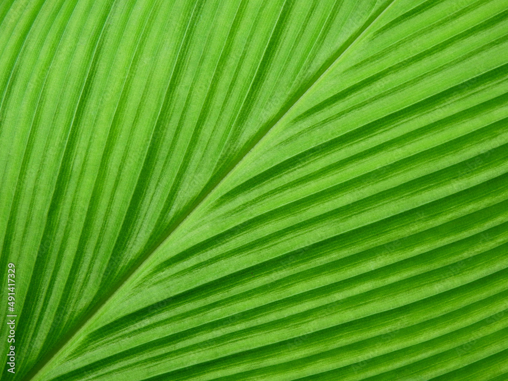 green leaf of Siam Tulip ( Curcuma alismatifolia ) green leaf of Siam Tulip ( Curcuma alismatifolia )