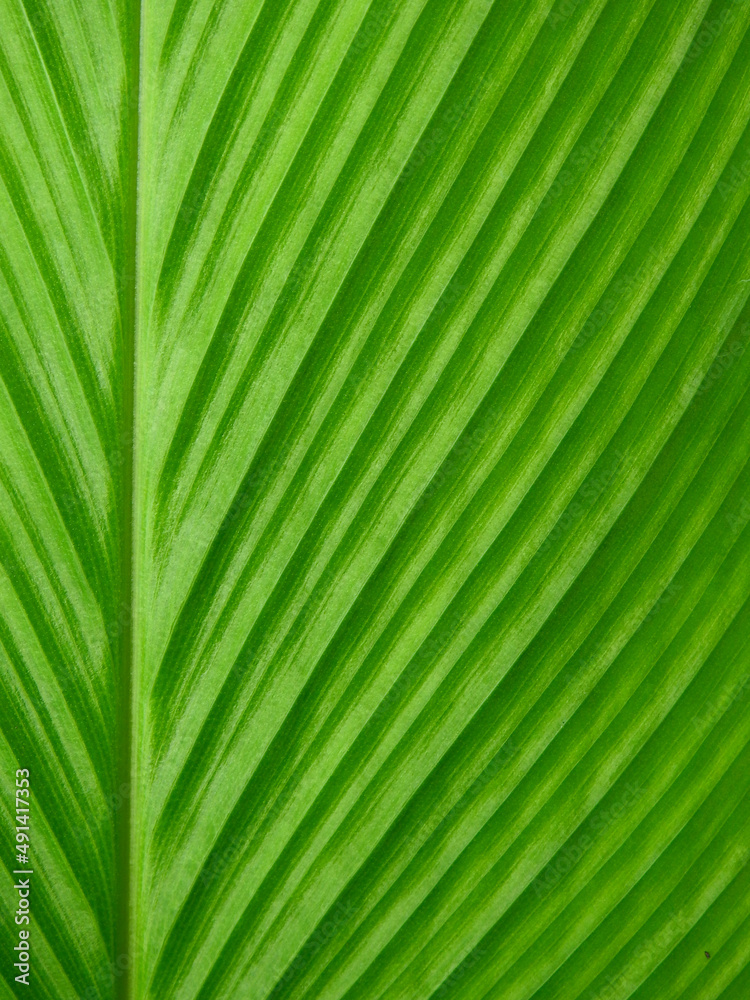 green leaf of Siam Tulip ( Curcuma alismatifolia ) green leaf of Siam Tulip ( Curcuma alismatifolia )