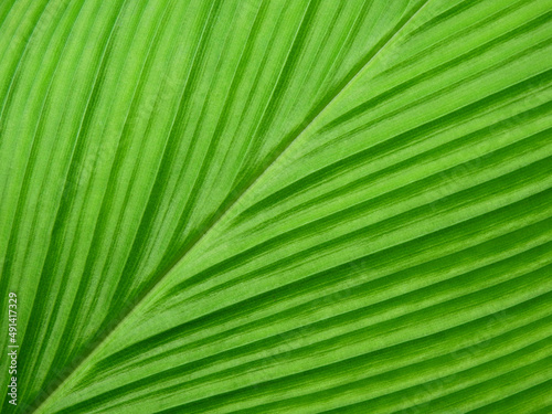 green leaf of Siam Tulip   Curcuma alismatifolia  
