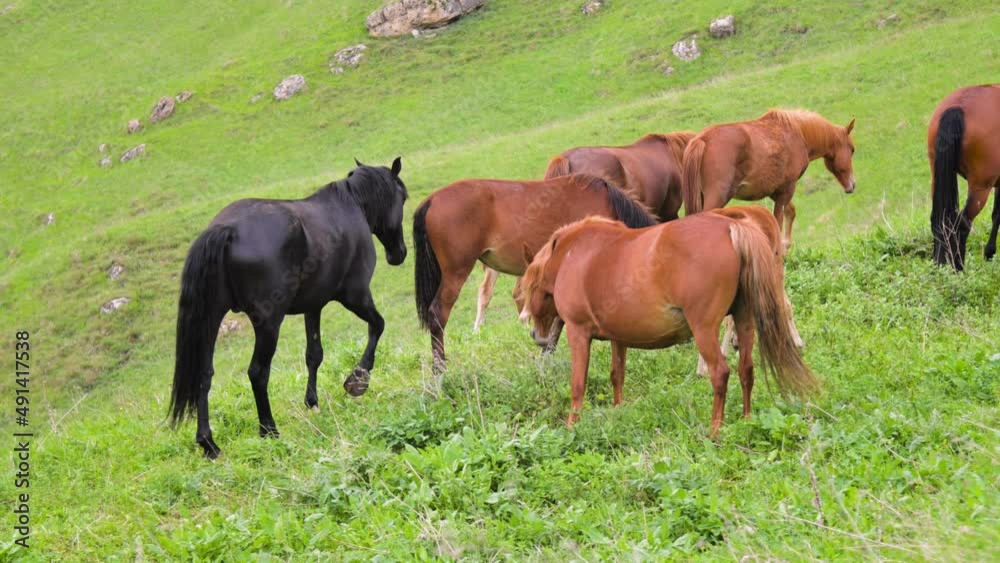 A small herd of brown horses with foals grazing on a green mountain slope during the day A small herd of brown horses with foals grazing on a green mountain slope during the day