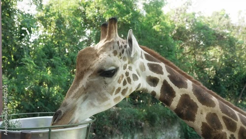 A young spotted giraffe is eating from iron basin suspended from post in zoo. African giraffe with long neck takes food in captivity. Giraffe eats in against background of green trees in afternoon.