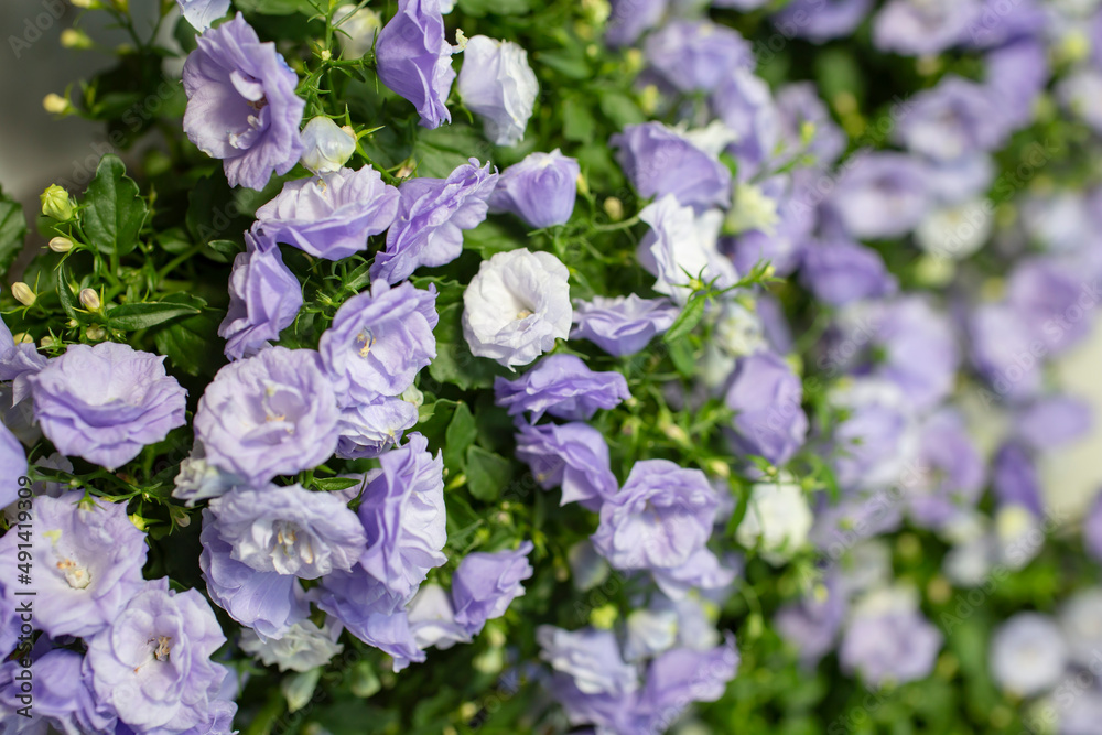 Campanula flowers, shallow depth of field side view Campanula flowers, shallow depth of field side view