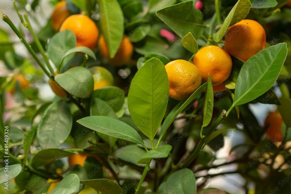 mandarin orange tree with fruits, close up