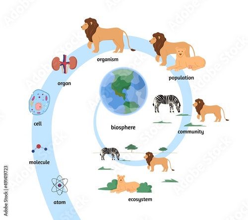 Biological organization and ecosystem flat vector illustration isolated.