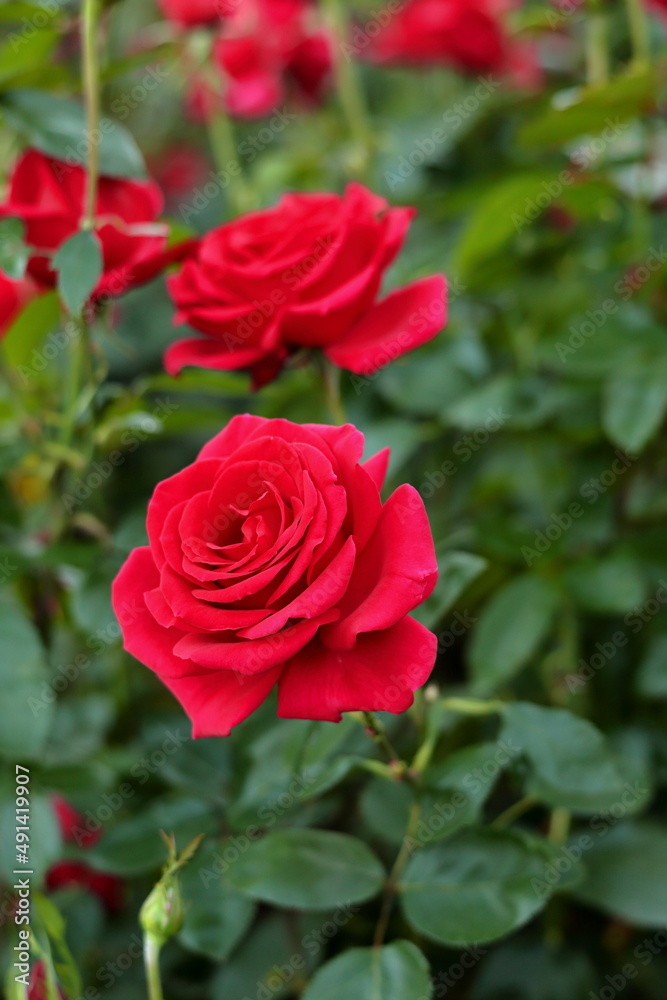 Rose Flower, International Rose Test Garden