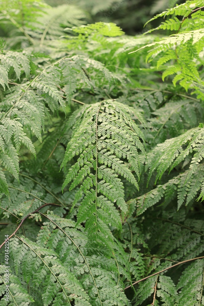 fern leaf in the forest