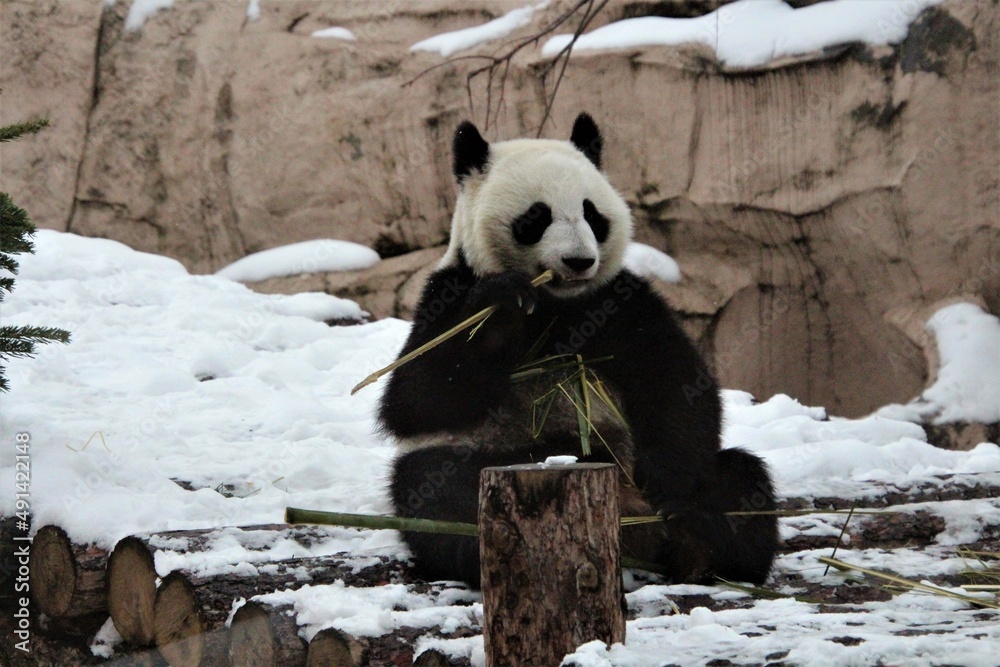 Obraz premium panda eating bamboo