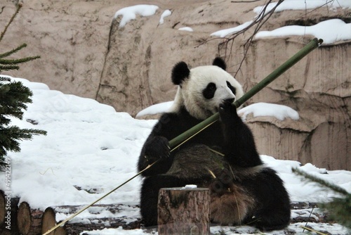 giant panda eating bamboo