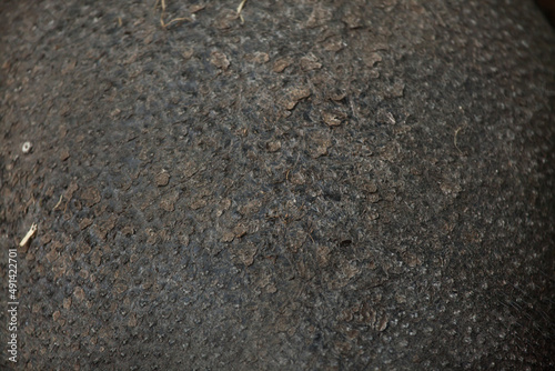 Visayan warty pig (Sus cebifrons). Skin texture.