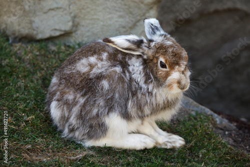 Mountain hare (Lepus timidus) photo