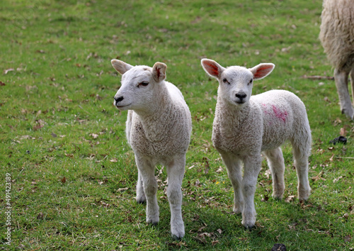 Twin lambs, Derbyshire England
