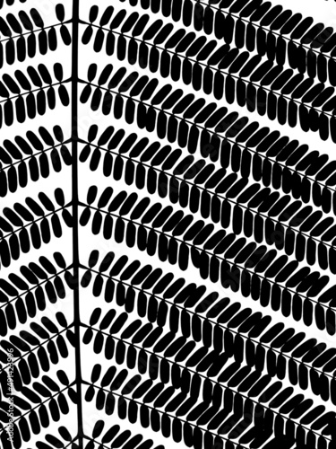 Wallpaper Mural silhouette leaf of Barbados Pride tree ( Caesalpinia pulcherrima (L.) Sw. ), isolated on white background Torontodigital.ca