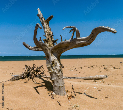 Pequeno tronco de árvore morto e retorcido em pequena ilha deserta e de areias escuras localizada em Cabrália, Bahia photo