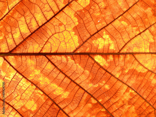 orange teak leaf texture  autumn background