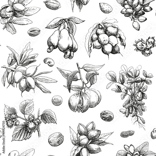 Nuts vector seamless pattern, black and white. Plant and seeds. Hand drawn sketch.Graphic illustration for design packaging, textile, wallpaper, fabric