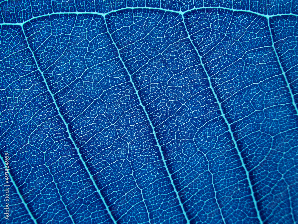 Obraz premium close up blue leaf texture