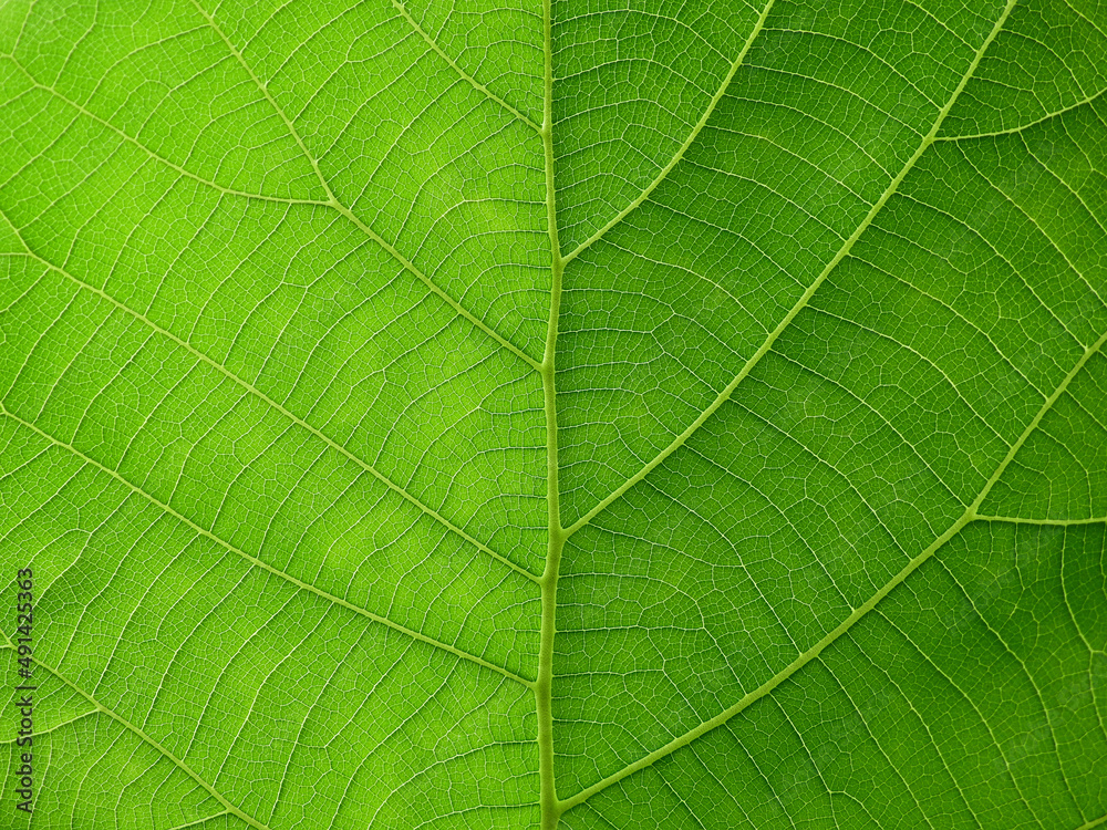 close up green teak leaf texture close up green teak leaf texture