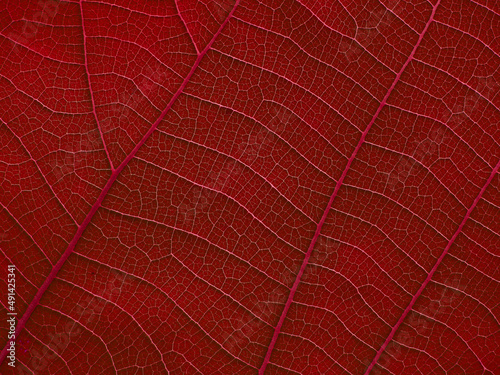 vein of red leaf texture  natural background