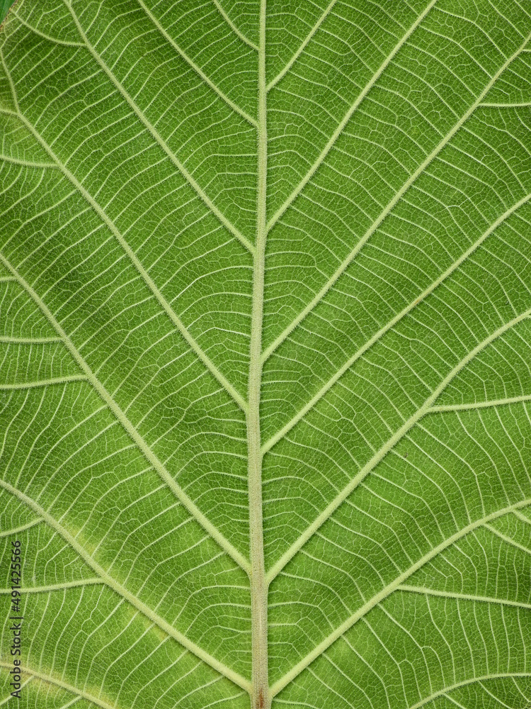 close up green teak leaf texture close up green teak leaf texture