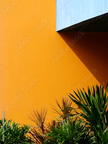 green leaf of bush with orange and blue wall background