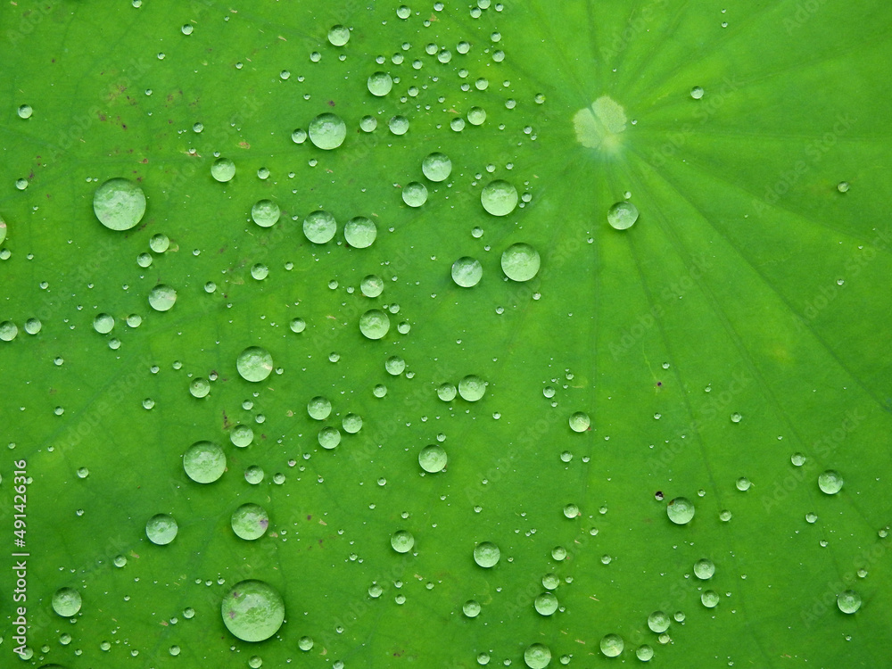 water drop on green leaf of lotus after rain