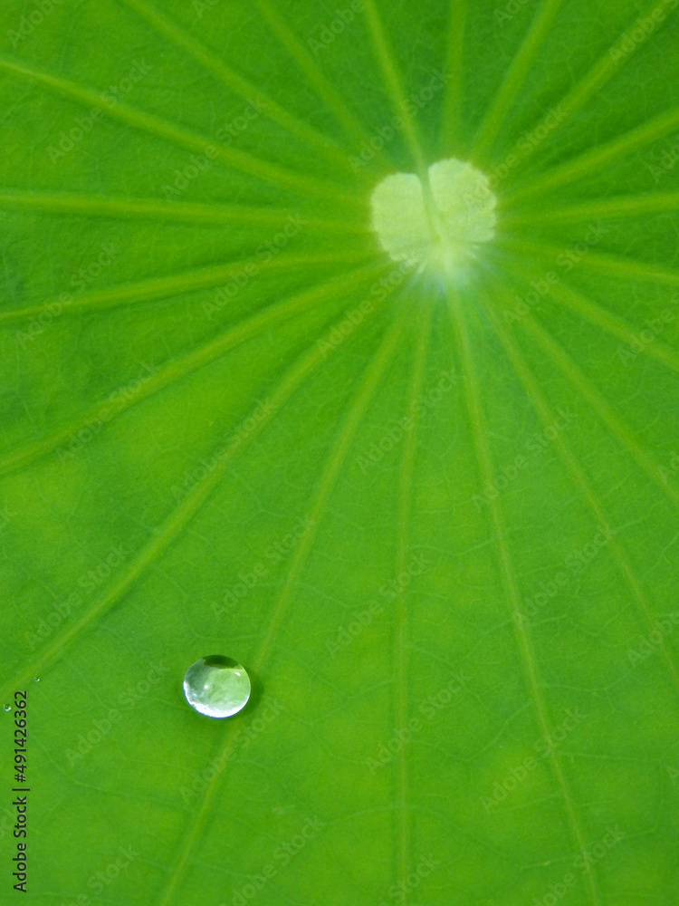 water drop on green leaf of lotus after rain