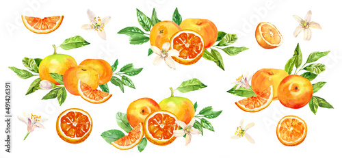 Watercolor hand painted citrus orange grape fruits  flowers and leaves. Watercolor hand drawn illustration isolated on white background  aromatherapy  essential oils