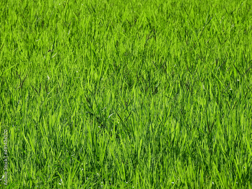 green grass in meadow background, blade of grass with sunlight at morning green grass in meadow background, blade of grass with sunlight at morning