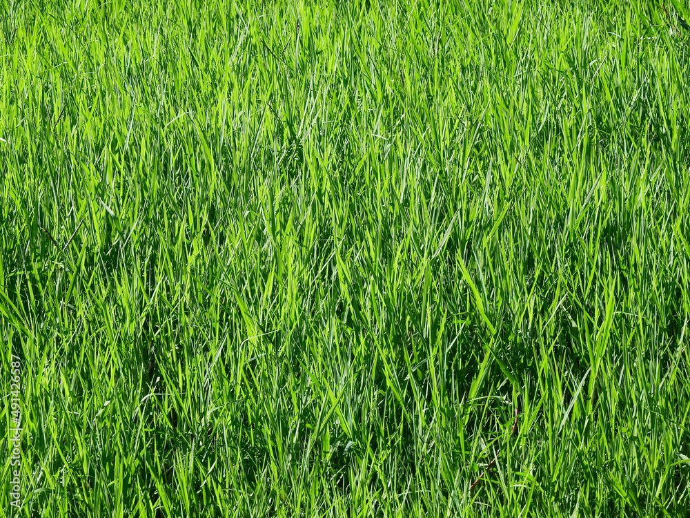 green grass field in meadow green grass field in meadow