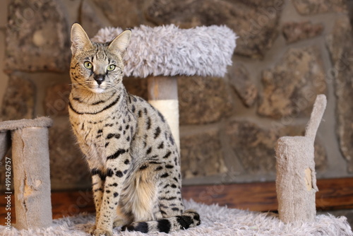 Photography Incredible Savannah Cat that almost looks like a serval