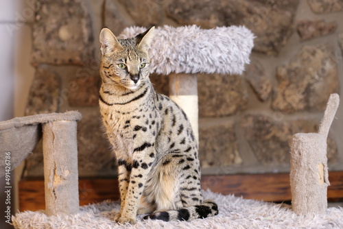 Incredible Savannah Cat that almost looks like a serval photo
