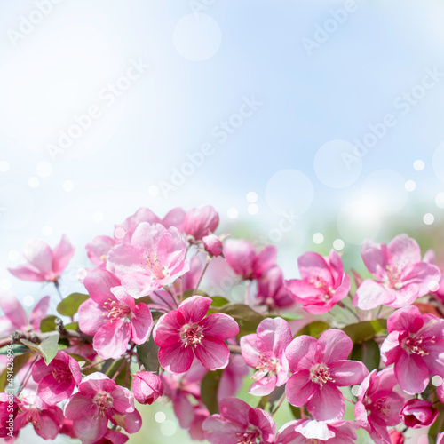 Spring background of flowers.Red apple tree flowers.Space for text.Soft focus