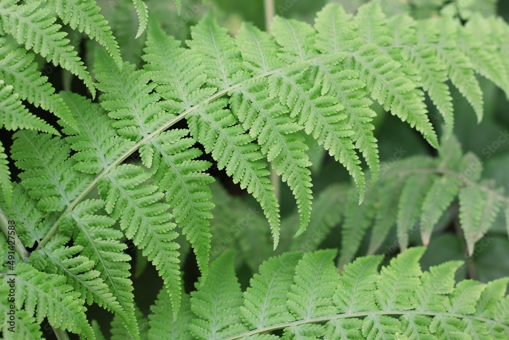 fern leaf background fern leaf background