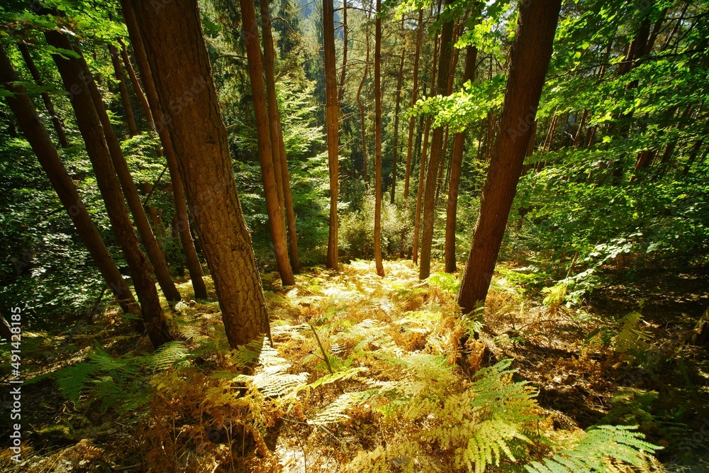 Fototapeta premium Der lichtdurchflutete Kiefernwald auf dem Felsenweg bei Kirkel, Saarland
