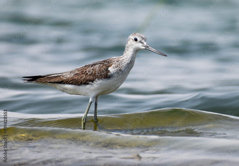 Common greenshank walking in waves Common greenshank walking in waves
