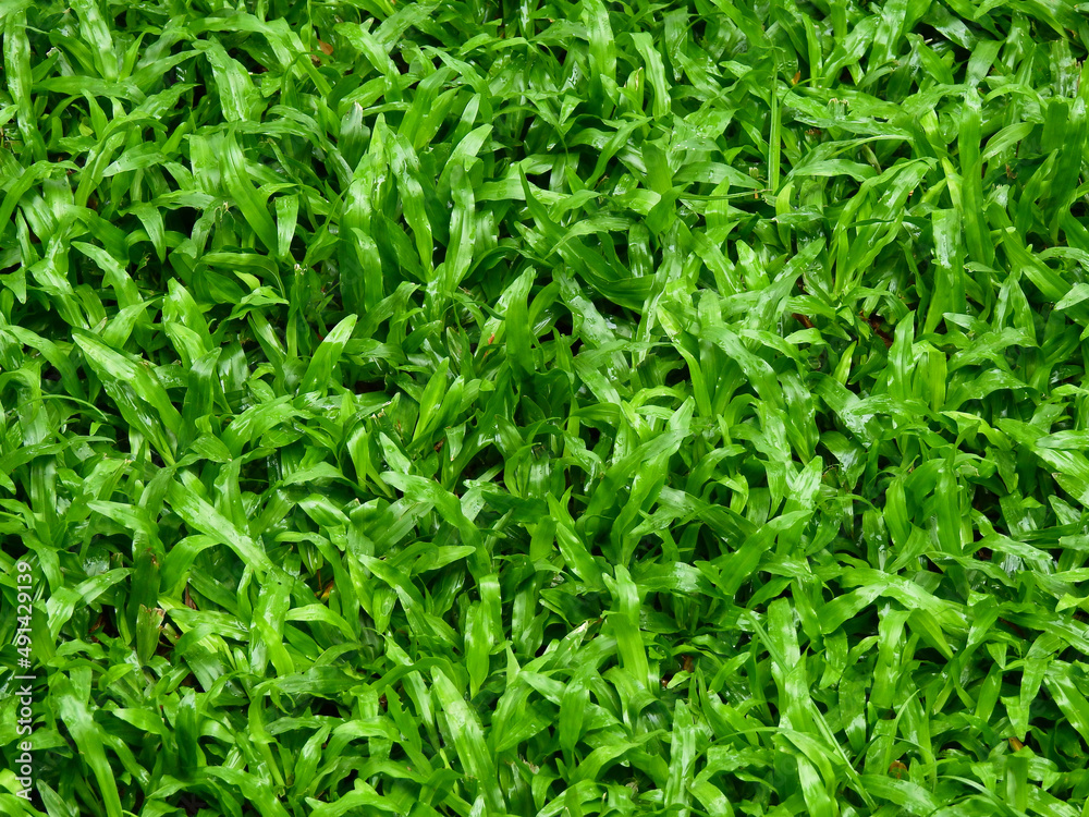 wet green grass on the lawn after rain wet green grass on the lawn after rain