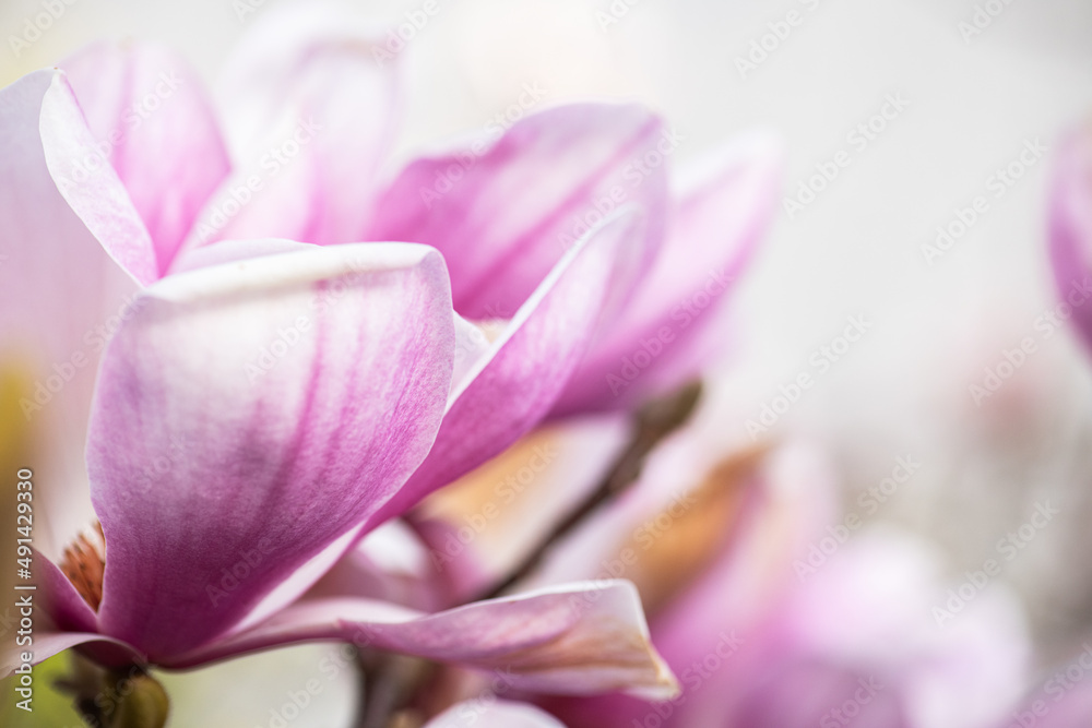 Springtime, magnolia tree blossom, Spain Cantabria.