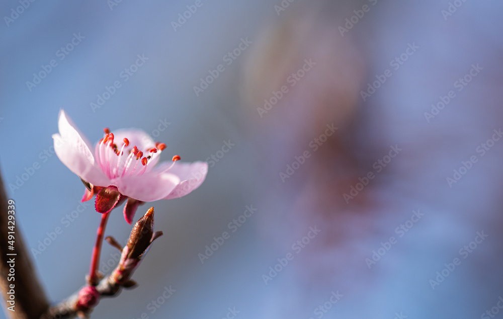 Fototapeta premium Closeup of cherry blossom flower background. Copy space.