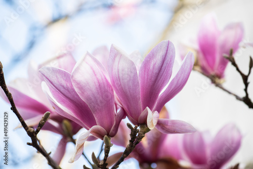 Spring Japanese magnolia tree blossom. Spain Cantabria.