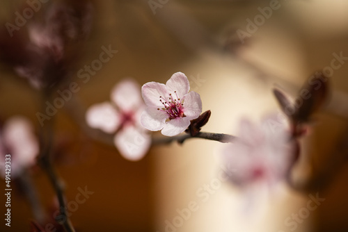 Spring macro cherry blossom tree branch on dark bokeh background.